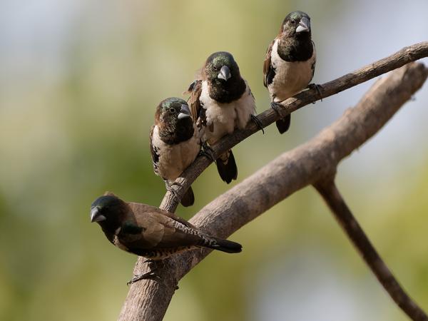 <h3><a href="/trips/gambia/biota/animalia/chordata/aves/040 passeriformes/115 estrildidae/lonchura cucullata/lonchura cucullata-nl.html">Lonchura&nbsp;cucullata</a> / Bronze&nbsp;mannikin / Gewoon&nbsp;ekstertje</h3>OM-1 Mark II met OLYMPUS M.150-400mm F4.5, 1/2000 sec  bij F4.5, ISO 640, afstand 6.75&nbsp;m